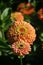 Perfect pale orange zinnias in bloom in an early morning sunny garden.