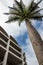 Perfect palm tree stands against blue sky and apartment block at Gateway in KZN South Africa