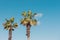 Perfect palm trees against a beautiful blue sky