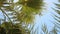 Perfect palm trees against a beautiful blue sky