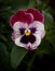 Perfect Pansy Flower Blooming in Garden