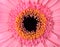 Perfect Pink Gerbera Marigold Flower Macro