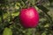 Perfect Pink Lady Apple on Branch