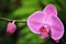 A Perfect Pink Orchid