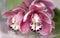 Perfect pink orchid flower on a gentle blurry background