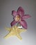 Perfect pink and purple orchid and shell, starfish