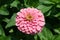Perfect Pink Zinnia Flower