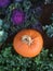 A perfect pumpkin in an ornamental vegetable garden