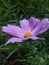 The perfect purple cosmos flower