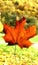 A perfect red maple leaf, in the middle of a stretch of hills and green grass