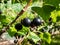 Perfect ripe blackcurrants (ribes nigrum) maturing on the branch