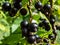 Perfect ripe blackcurrants (ribes nigrum) maturing on the branch between green leaves in the sunlight