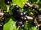 Perfect ripe blackcurrants ribes nigrum maturing on the branch between green leaves in the sunlight in home garden. Taste of