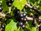 Perfect ripe blackcurrants (ribes nigrum) maturing on the branch between leaves in the sunlight in home garden. Taste of