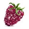 Perfect ripe high-quality raspberry