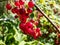 Perfect ripe redcurrants on the branch between green leaves in the sunlight