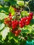 Perfect ripe redcurrants on the branch between green leaves in the sunlight