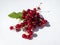 Perfect, ripe redcurrants and foliage isolated against white on sunlight. White and isolated background. Berries and leaves on