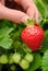 Perfect ripe strawberry being plucked