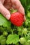 Perfect ripe strawberry being plucked