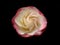 Perfect rose on black background closeup