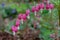 Perfect row of bleeding heart flowers, also known as `lady in the bath`or lyre flower, photographed at RHS Wisley gardens, UK.