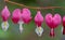 Perfect row of bleeding heart flowers, also known as `lady in the bath`or lyre flower, photographed in Surrey, UK.