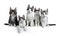 Perfect row of five blue / black tabby high white Maine Coon cat isolated on white background