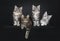 Perfect row of four Maine Coon cat kittens on black background