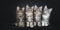 Perfect row of four Maine Coon cat kittens on black background