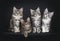 Perfect row of four Maine Coon cat kittens on black background