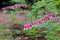 Perfect rows of bleeding heart flowers, also known as `lady in the bath`or lyre flower, photographed at RHS Wisley gardens, UK.