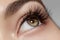 Perfect shape of eyebrows, brown eyeshadows and long eyelashes. Closeup macro shot of fashion smoky eyes visage