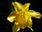 Perfect Single Daffodil Blossom in Bloom