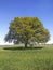 Perfect single tree in suny day