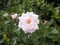 Perfect single white rose flower petals on shrub