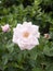 Perfect single white rose flower petals on shrub