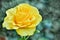 Perfect Single Yellow Rose with Leafs. Open, incredibly beautiful yellow rose in the garden