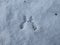 Perfect, small footprints of four paws of Eurasian Red Squirrel (Sciurus vulgaris)