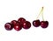 Perfect sweet cherries isolated