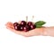 Perfect sweet cherries isolated