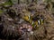 Perfect underwater symbiosis between clownfish, porcelain crab and anemone, Mozambique, Africa