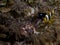 Perfect underwater symbiosis between clownfish, porcelain crab and anemone, Mozambique, Africa