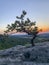 Perfect vertical shot of a crooked tree grown on a edge of a cliff with a beautiful sunset behind