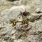 A perfect wasp-mimic surphid fly (Syrphidae)