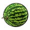 Perfect whole striped watermelon with curled up tail, sketch illustration