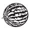 Perfect whole striped watermelon with curled up tail, sketch illustration