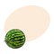 Perfect whole striped watermelon with curled up tail, sketch illustration