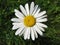 The perfect wild chamomile on green grass background