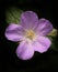 Perfect Wild Geranium Bloom Glowing in Sunlight